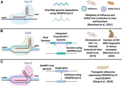 The Application of CRISPR/Cas Systems for Antiviral Therapy